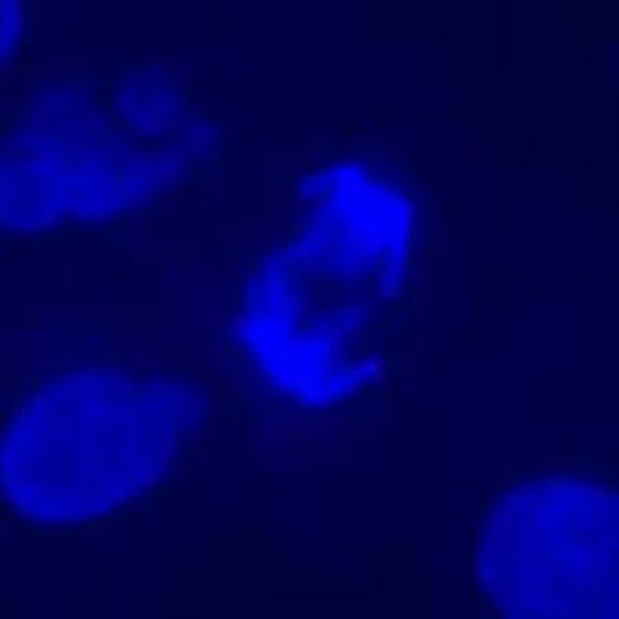 Set de filtres fluorescence DAPI