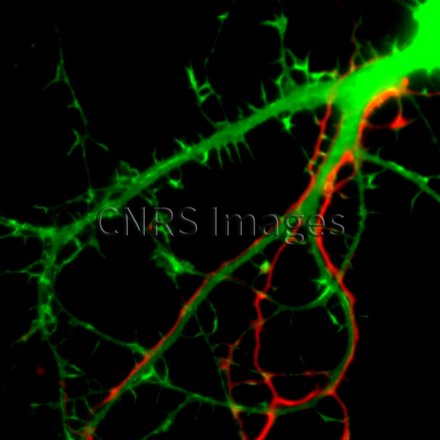 Illuminateurs fluorescence