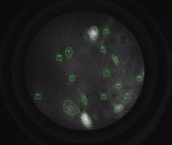 Oasis Implant MIGHTEX (freely-behaving cellular resolution optogenetics and calcium imaging)