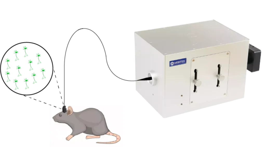 Oasis Implant MIGHTEX (freely-behaving cellular resolution optogenetics and calcium imaging)