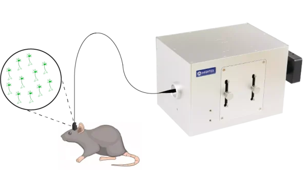 Oasis Implant MIGHTEX (freely-behaving cellular resolution optogenetics and calcium imaging)