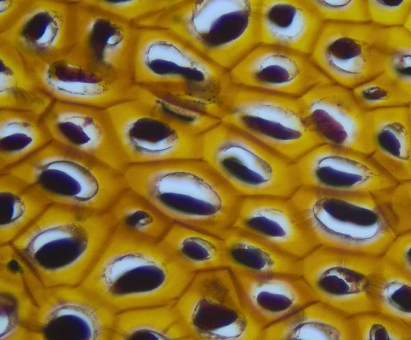 Microscope droit Primostar 3 - Zeiss