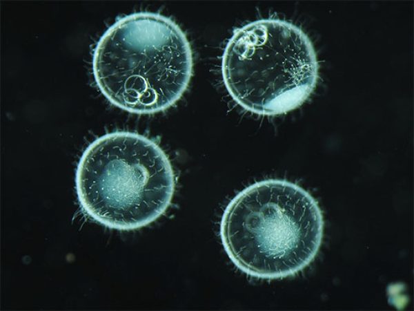 Stéréomicroscope SZX10 - Evident-Olympus